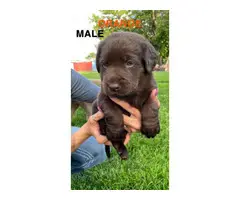 AKC registered chocolate lab puppies for sale - 8