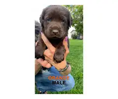 AKC registered chocolate lab puppies for sale - 9