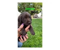 AKC registered chocolate lab puppies for sale - 10