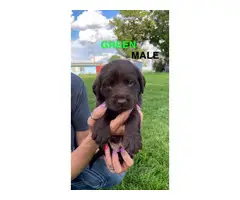 AKC registered chocolate lab puppies for sale - 11