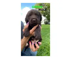 AKC registered chocolate lab puppies for sale - 12