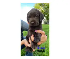 AKC registered chocolate lab puppies for sale - 13