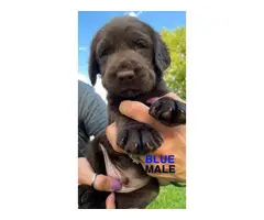 AKC registered chocolate lab puppies for sale - 14