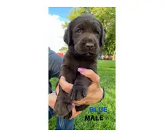 AKC registered chocolate lab puppies for sale - 15