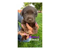 AKC registered chocolate lab puppies for sale - 16