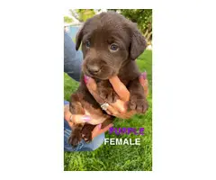 AKC registered chocolate lab puppies for sale - 17