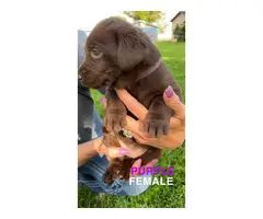 AKC registered chocolate lab puppies for sale - 18