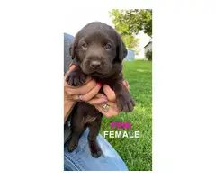 AKC registered chocolate lab puppies for sale - 19