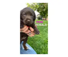 AKC registered chocolate lab puppies for sale - 20