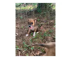 5 boxer/lab mix puppies
