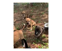 5 boxer/lab mix puppies - 2