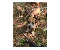 5 boxer/lab mix puppies - 3