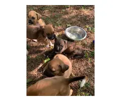 5 boxer/lab mix puppies - 4