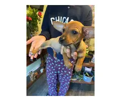 5 Chiweenie puppies ready for a new home - 2