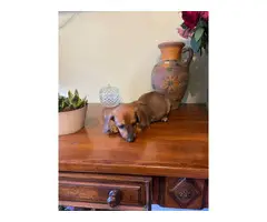 5 Chiweenie puppies ready for a new home - 3