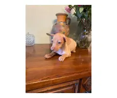 5 Chiweenie puppies ready for a new home - 4