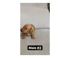 Male Dachshund pups - 3