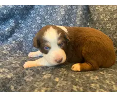 Standard Australian Shepherd puppies for sale - 6