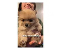Purebred Pomeranian puppies - 4