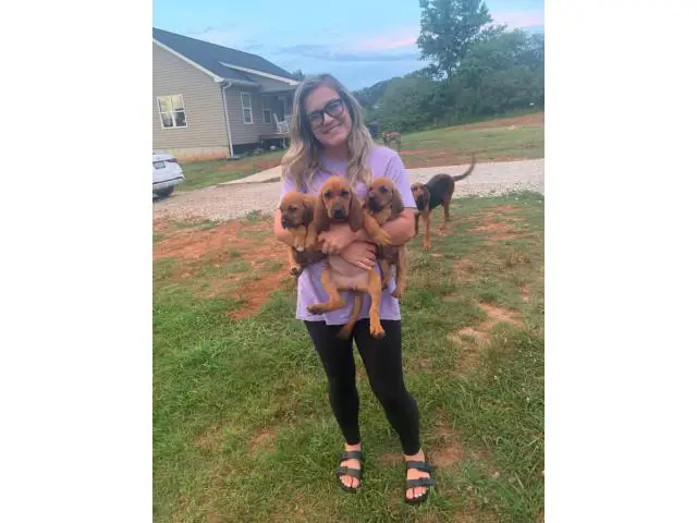 8 week old bloodhound puppies - 1/5