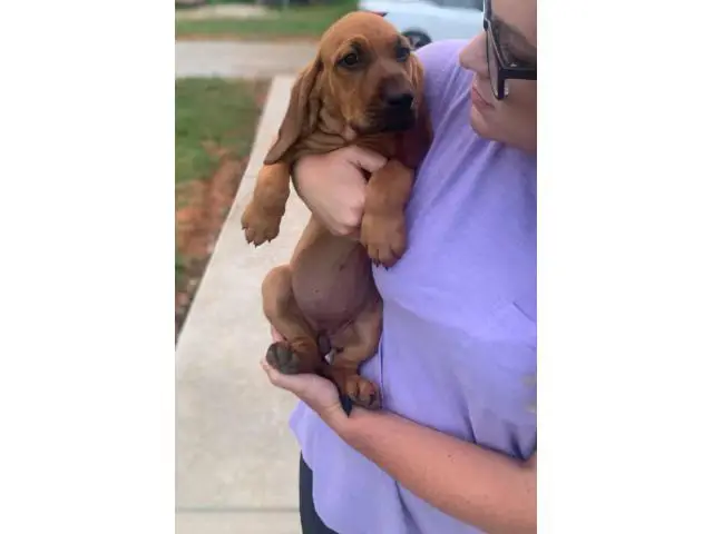 8 week old bloodhound puppies - 2/5