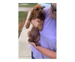 8 week old bloodhound puppies - 2