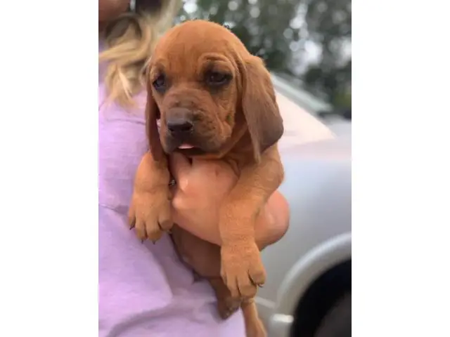 8 week old bloodhound puppies - 3/5