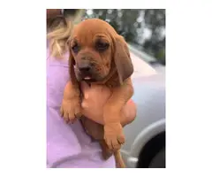 8 week old bloodhound puppies - 3