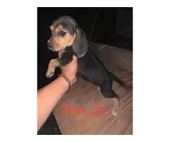 Beagle puppies for sale - 3