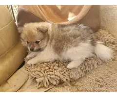 Three Pomeranian pups for adoption - 2