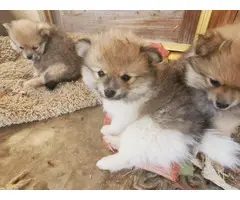 Three Pomeranian pups for adoption - 5