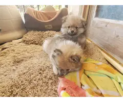 Three Pomeranian pups for adoption - 6