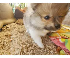 Three Pomeranian pups for adoption - 7