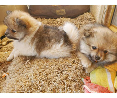 Three Pomeranian pups for adoption