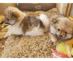 Three Pomeranian pups for adoption - 8
