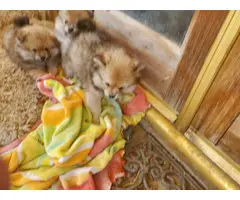 Three Pomeranian pups for adoption - 9