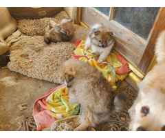 Three Pomeranian pups for adoption