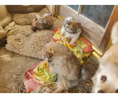 Three Pomeranian pups for adoption - 10