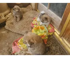 Three Pomeranian pups for adoption - 11