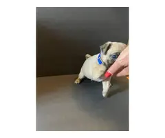 Pug puppies for sale - 2