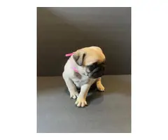 Pug puppies for sale - 4