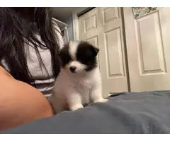 Pomchi puppies ready for a new home - 1