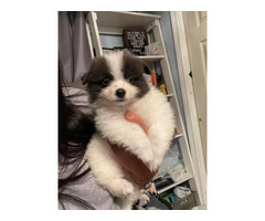 Pomchi puppies ready for a new home