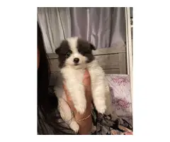 Pomchi puppies ready for a new home - 3