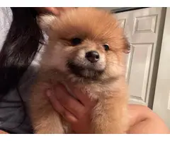 Pomchi puppies ready for a new home - 5