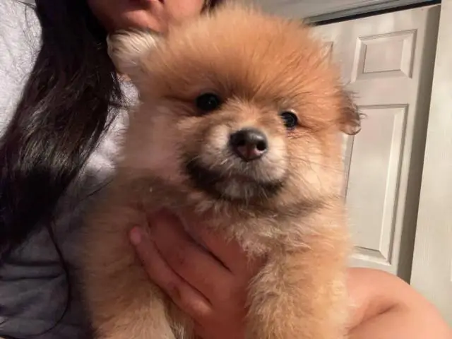 Pomchi puppies ready for a new home - 6/14