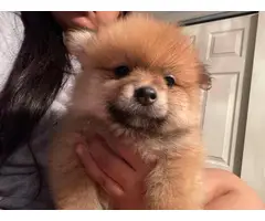 Pomchi puppies ready for a new home - 6