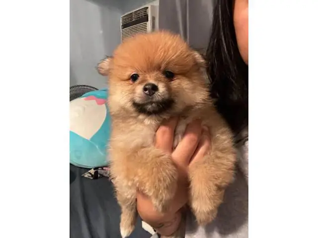 Pomchi puppies ready for a new home - 7/14
