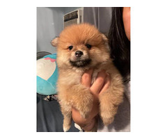 Pomchi puppies ready for a new home