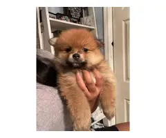 Pomchi puppies ready for a new home - 8